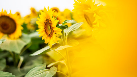 Sunflower growing in a field of sunflowers during a nice sunny summer day.