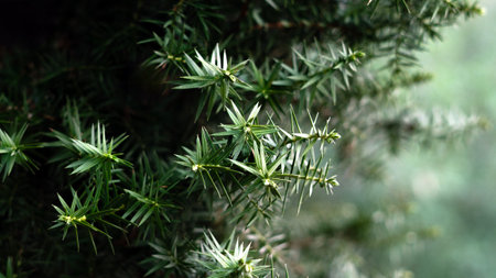Pine tree branches closeup. Pine bright green foliage. Red pine ornamental plant.の写真素材