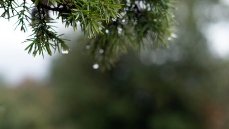 sprig of tree covered in drops of water after heavy rain