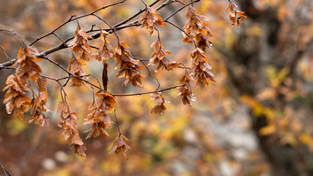 sprig of tree covered in drops of water after heavy rain