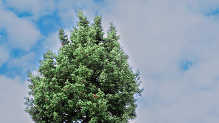 Pine tree branches closeup. Pine bright green foliage. Red pine ornamental plant.