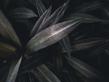 fern in the forestの写真素材