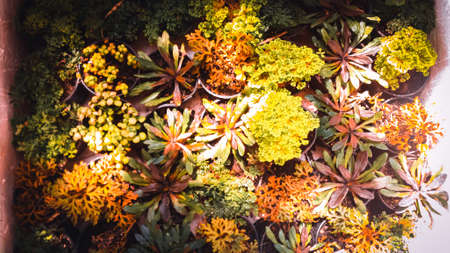 tree tropical coral reef beautiful