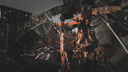 Banana tree behind the houseの写真素材