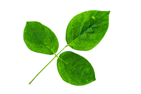 Tropical leaves foliage plant bush floral arrangement nature backdrop isolated on white background, clipping path included.の写真素材