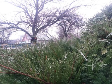 Spring thuja bushの写真素材