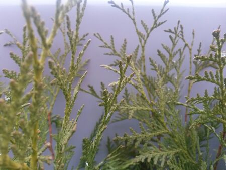 Snow-covered branches of thujaの写真素材