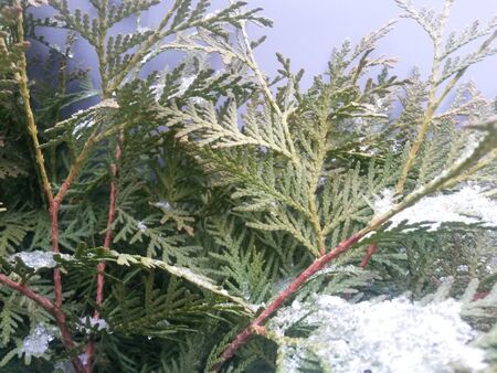 Snow-covered branches of thujaの写真素材