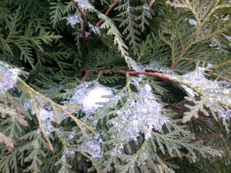Snow-covered branches of thujaの写真素材
