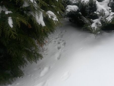 The cat ran away, and the marks remainedの写真素材