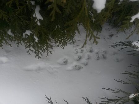 The cat ran away, and the marks remainedの写真素材