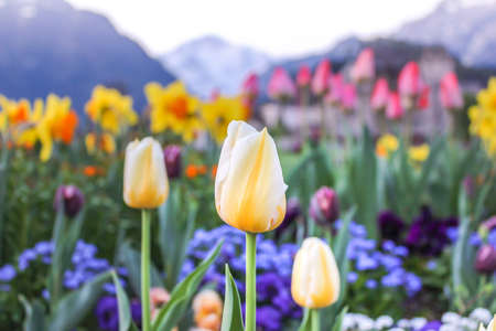 The Tulips flower  are blooming near the lake.の写真素材