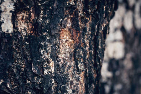 Nature view of texture of the tree on blur background in garden with copy space using as background natural plants landscape,ecology,nature wallpaperの写真素材