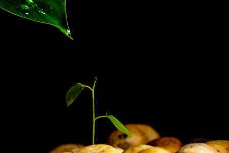 Water droplets from leaves to seedlings.Concept interdependence by used coexistence natural. ,Macro
