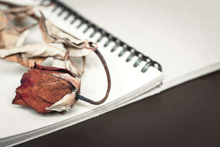 A dried red rose on notebook.Keep for memorial with vintage style.の写真素材