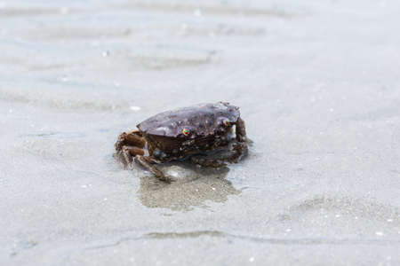 The crab on the Bangsaen beach.Famous tourist attractions in Thailandの写真素材