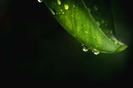 Rain water on green leaf macro.Beautiful drops and leaf texture in nature.Natural background in rainy season.の写真素材