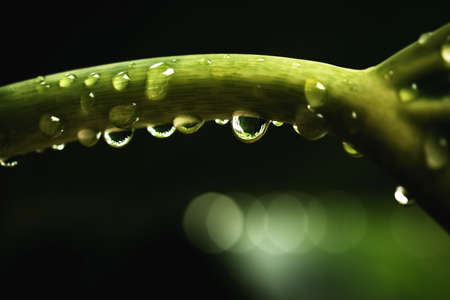 Rain water on green leaf macro.Beautiful drops and leaf texture in nature.Natural background in rainy season.の写真素材