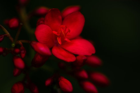 Nature view of Red flowers on blur background in garden with copy space using as red flower background natural plants landscape ,nature wallpaperの写真素材