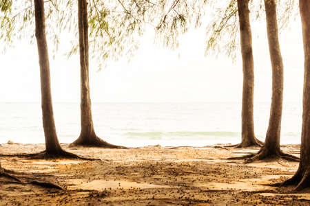 perspective pine view near the sea,people to rest   ,nature backgroundの写真素材