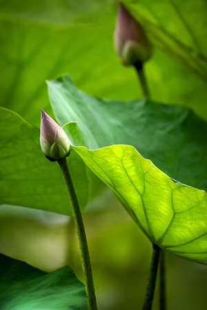 Beautiful pink waterlily or lotus flower in pond. Blooming in nature.And Lotus leaves with drops of water.selective focus,Dark toning,flower in nature backgroundの写真素材