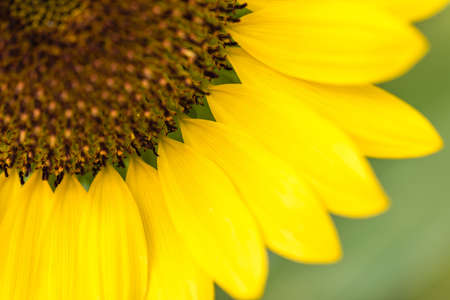 Sunflower in the field  .Yerllow flower ,close-up,macro flowerの写真素材