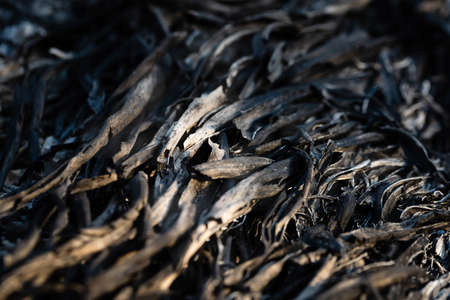 Background of stack dry leaves on ground,dry leaves burned ,macroの写真素材