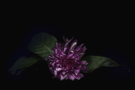 Close-up purple flower on black background  .There are have purple color petals. Dark toneの写真素材