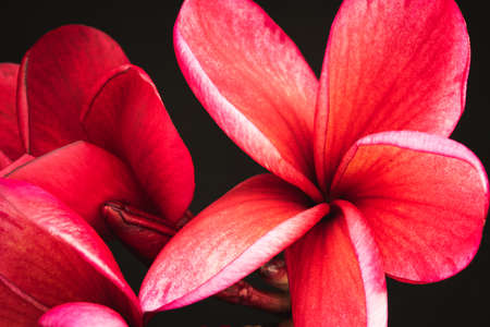 Colorful flower petals on black background  .There are have red color. Close-up petalsの写真素材