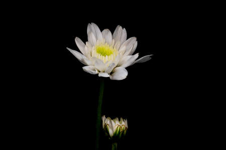 Close-up flower on black background  .There are have white color petals. Dark toneの写真素材
