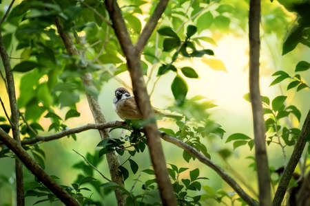 Sparrow bird in the bushes has in colorful light in nature .Small bird  in naturalの写真素材