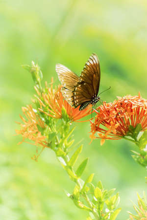 The butterfly is clinging  flower in nature .Wildlife nature backgroundの写真素材