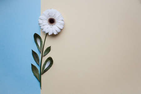 The international womens day on march background with flowers petal number.の写真素材