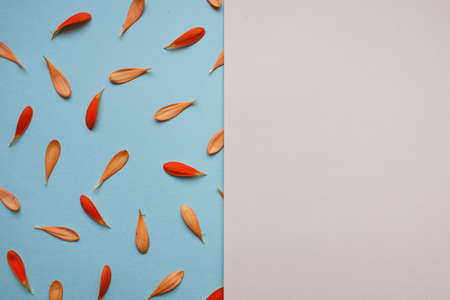 Red and orange leaves of gerber flowers pattern on light blue background lay flat top view.の写真素材