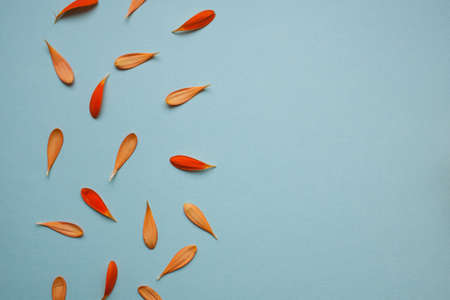 Red and orange leaves of gerber flowers pattern on light blue background lay flat top view.の写真素材