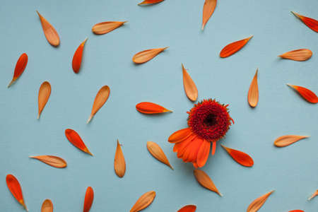 Red and orange leaves and gerber flower pattern on light blue background lay flat top view.の写真素材