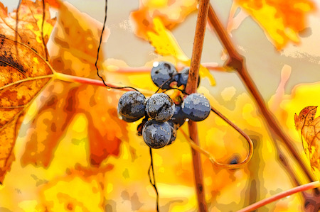 Bunch of grapes in autumnの写真素材