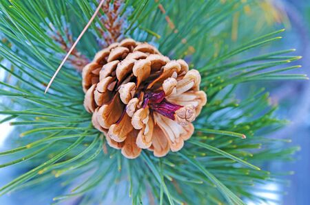 Pine branch with pine coneの写真素材