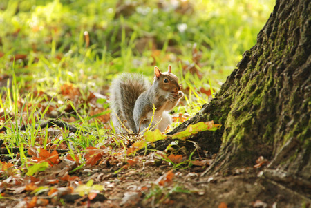Squirrel with an acorn in mouthの写真素材