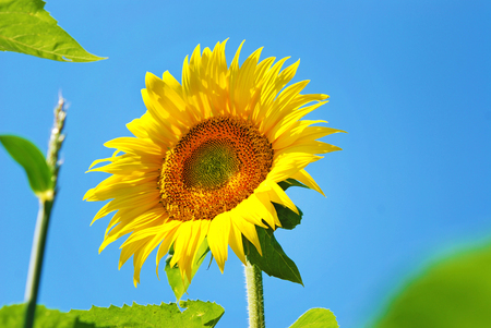 Nature, flower sunflowerの写真素材