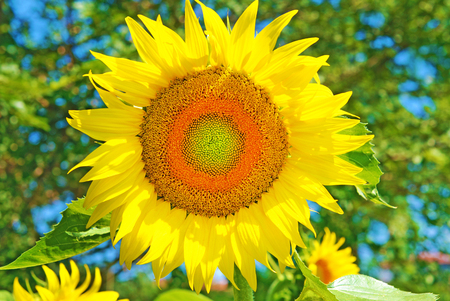 Nature, flower sunflowerの写真素材