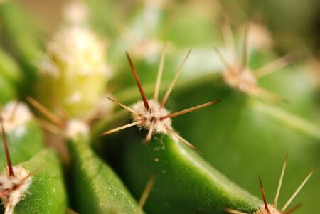 Close-up of cactus spinesの写真素材