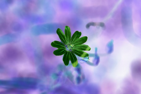 Hallucination, flower in focusの写真素材