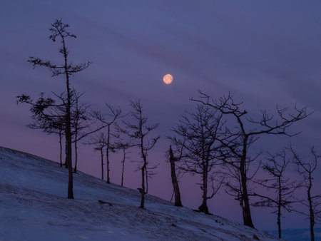 Tree silhouettes against the purple sky and full moon in dusk at sunset. Olkhon island, Khuzhir. Winter landscape.の写真素材
