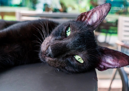 A close-up view of a black cat lounging comfortably with striking green eyes in a sunny outdoor settingの写真素材