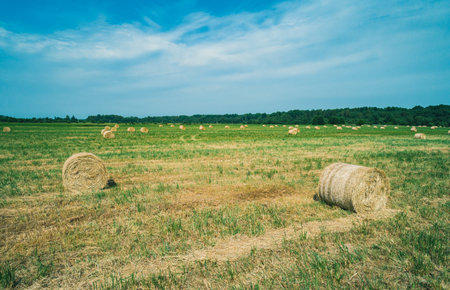 A vast green field is dotted with round bales of hay, neatly arranged in rowsの写真素材