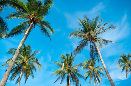 Bottom view of coconut palm trees forest in sunshine. Palm trees against a beautiful blue sky. Green palm trees on blue sky background. Travel concept.の写真素材