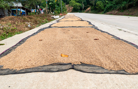 A large amount of rice is being dried on a road in a rural area.の写真素材
