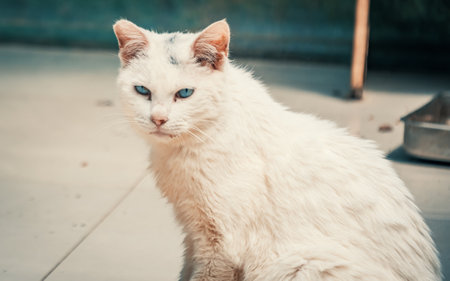 Close-up shot of homeless stray cat living in the animal shelter. Shelter for animals conceptの写真素材
