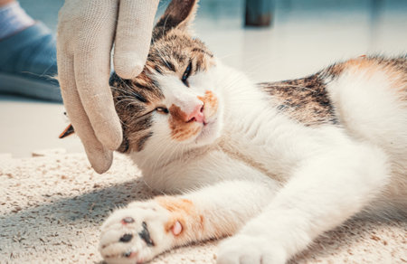 Close-up of volunteers hand petting stray cat in pet shelter. People, Animals, Volunteering And Helping Concept.の写真素材